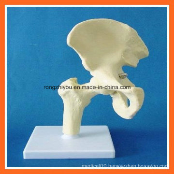 Human Anatomical Simulation Hip Joint Skeleton Model for Medical Teaching